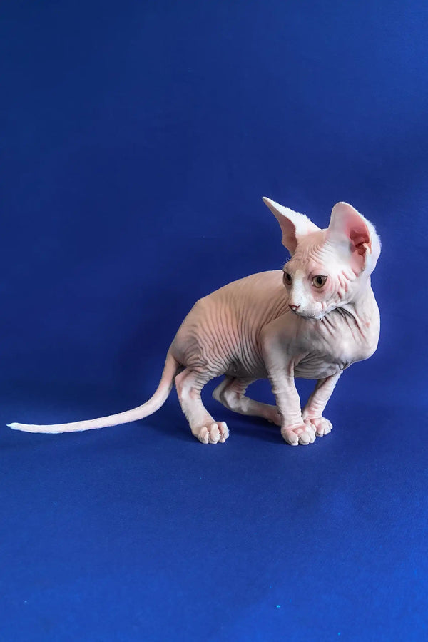 Alen | canadian sphynx kitten