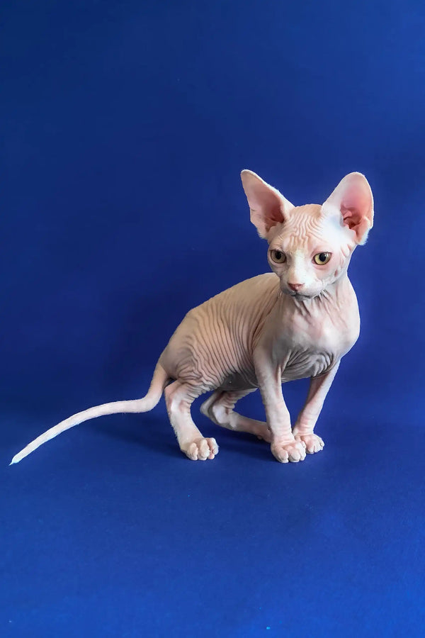 Alen | canadian sphynx kitten