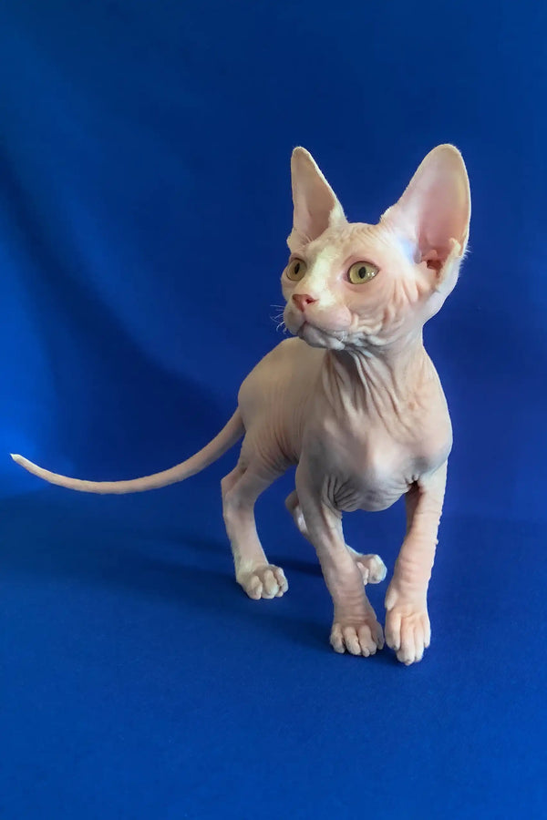 Alen | canadian sphynx kitten