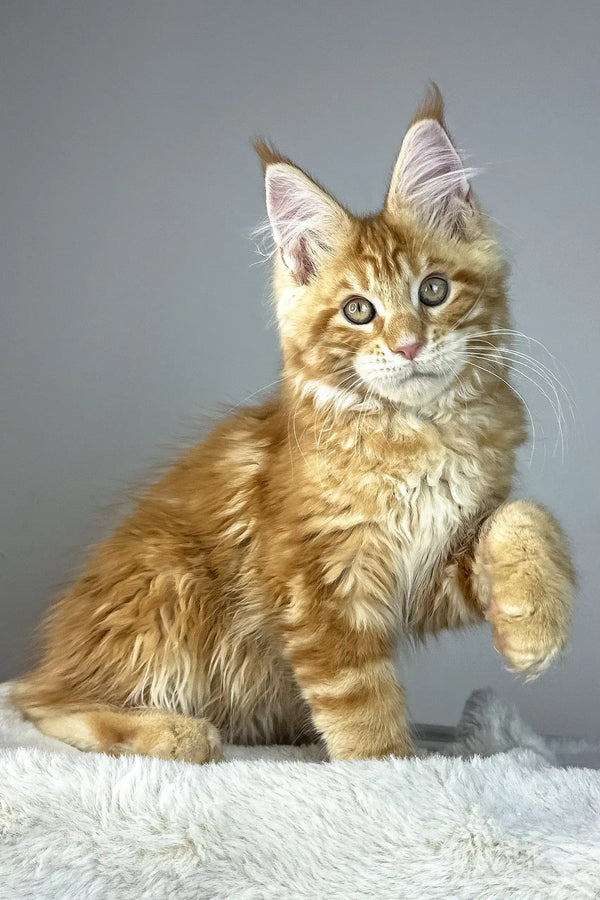 Alen | maine coon kitten