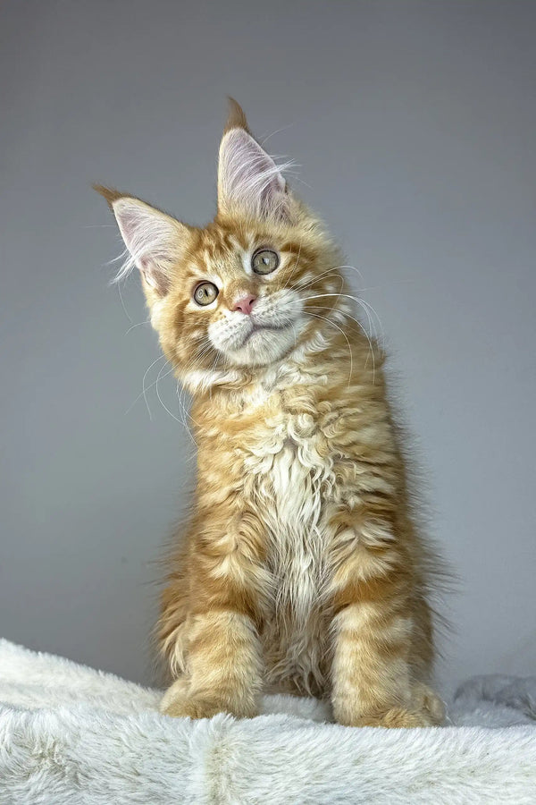 Alen | maine coon kitten