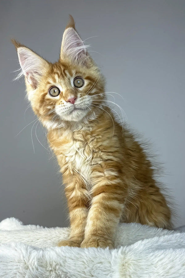 Alen | maine coon kitten