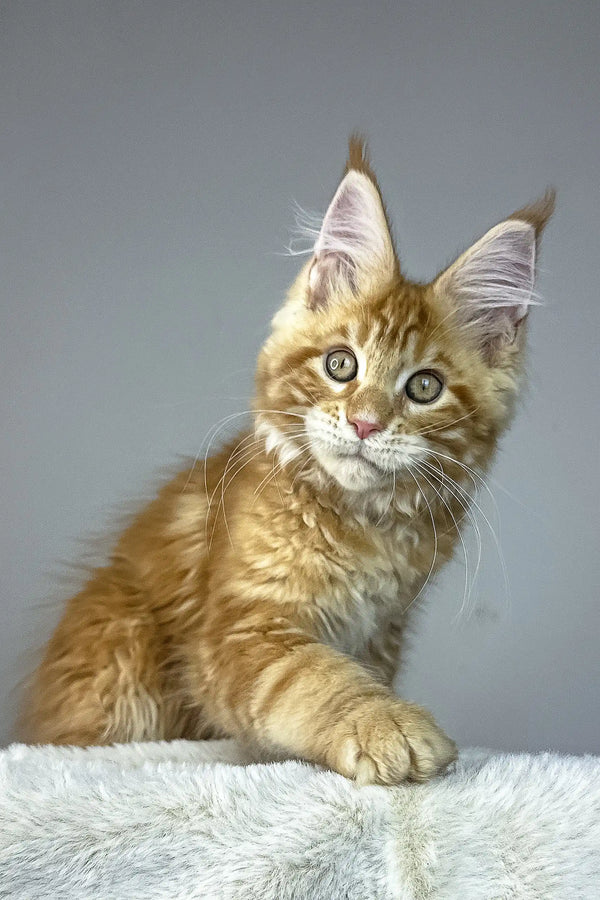 Alen | maine coon kitten