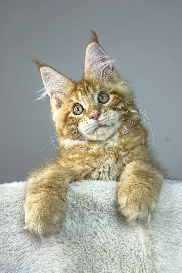 Alen | maine coon kitten