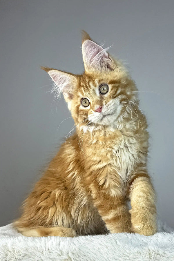 Alen | maine coon kitten
