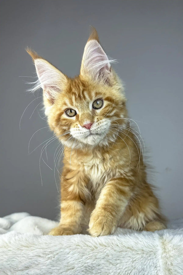 Alen | maine coon kitten