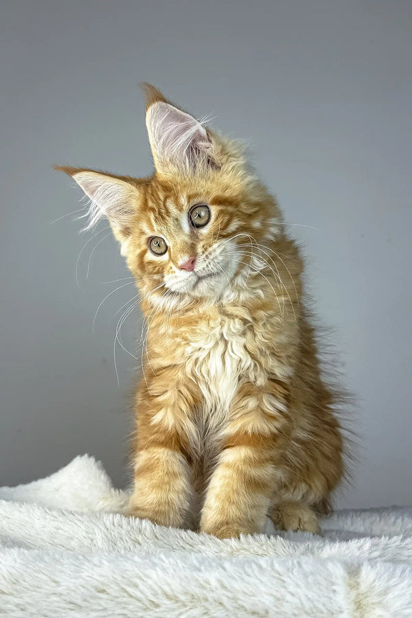 Alen | maine coon kitten