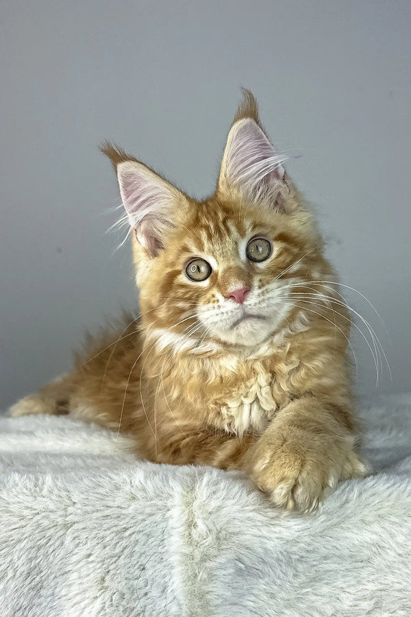 Alen | maine coon kitten