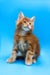 Ginger Maine Coon kitten in Aleppo product showcasing its adorable features