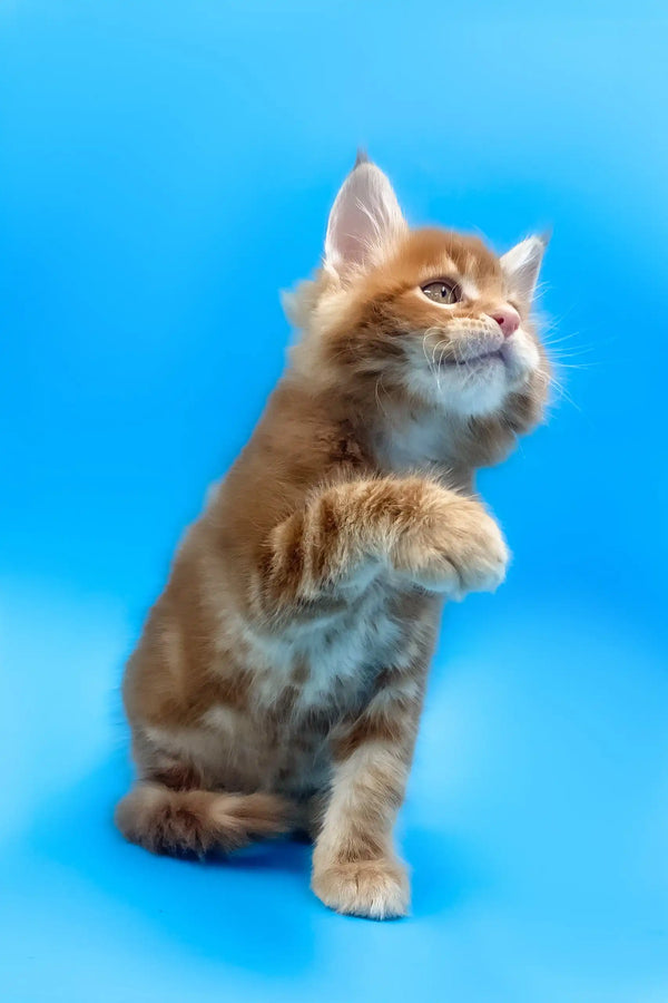 Ginger Maine Coon Kitten Aleppo with adorable paw raised, ready to play