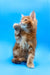 Playful ginger kitten from Aleppo Maine Coon Kitten collection, super adorable and sweet