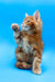 Playful ginger kitten from Aleppo | Maine Coon Kitten collection