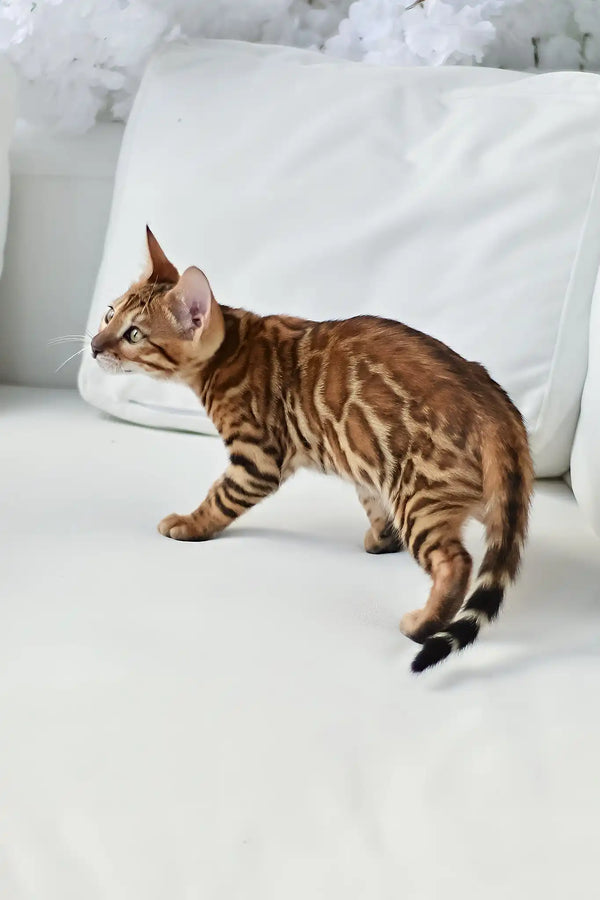 Alex | bengal kitten