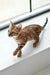 Alex | bengal kitten