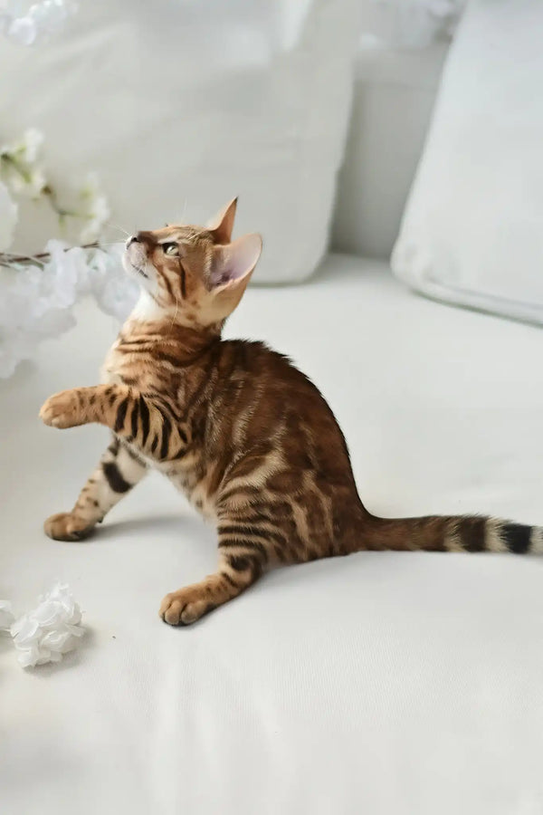 Alex | bengal kitten