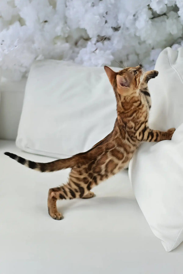 Alex | bengal kitten