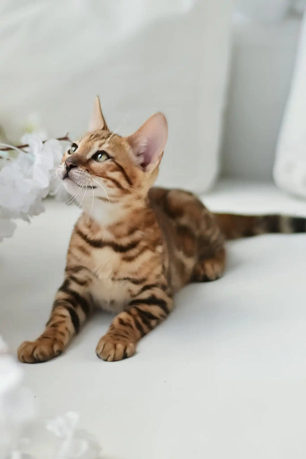 Alex | bengal kitten