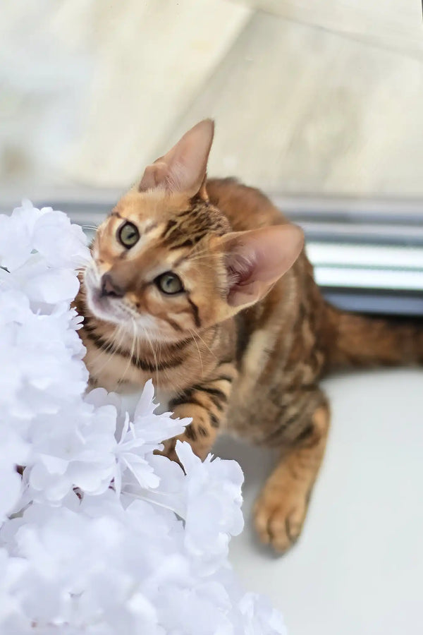 Alex | bengal kitten