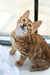 Alex | bengal kitten
