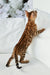 Alex | bengal kitten