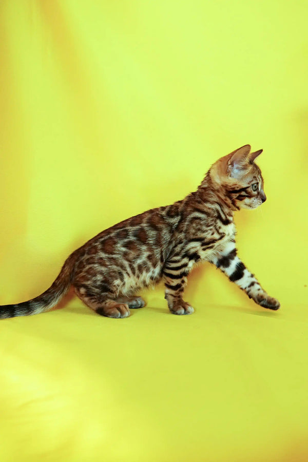 Bengal kitten Alex showcasing its stunning spotted coat while sitting in profile