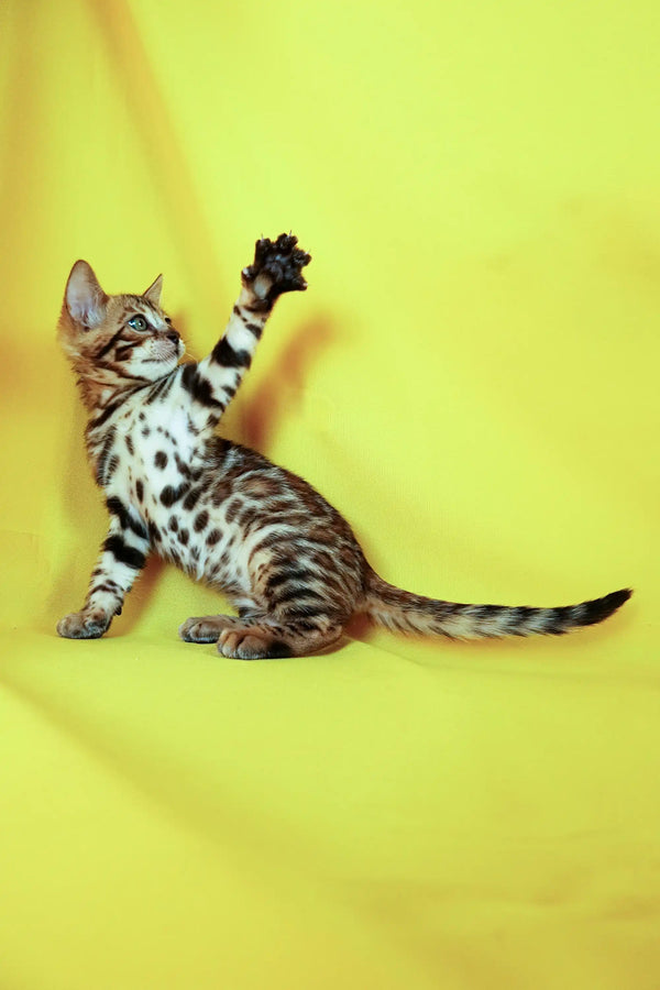 Spotted Bengal kitten lifting paw on bright yellow background