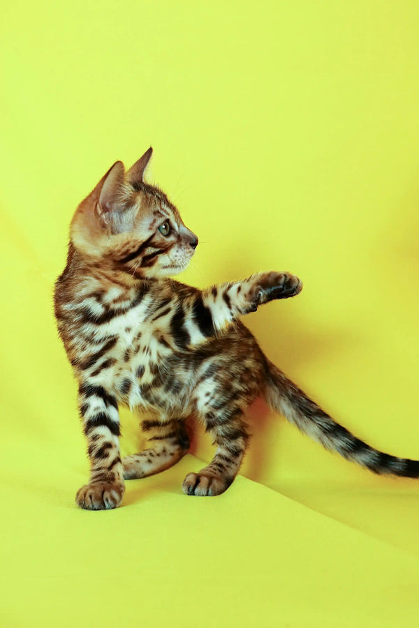 Bengal kitten with striking stripes lounging against a bright yellow background