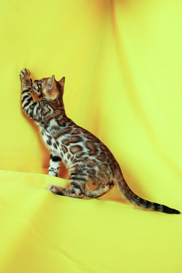 Bengal kitten with spotted coat sitting upright against a bright yellow backdrop