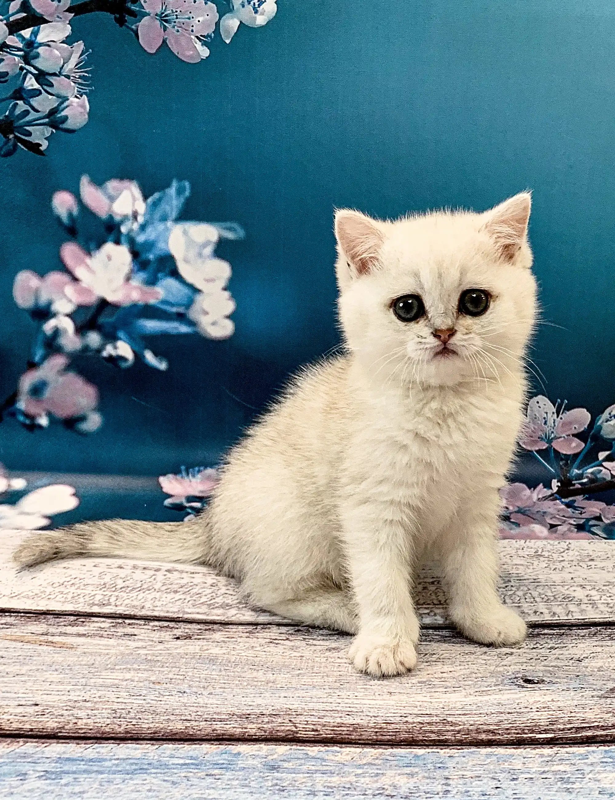 British Shorthair Kittens For Sale Alex | Kitten