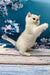 Adorable British Shorthair kitten standing tall with one paw raised in the air