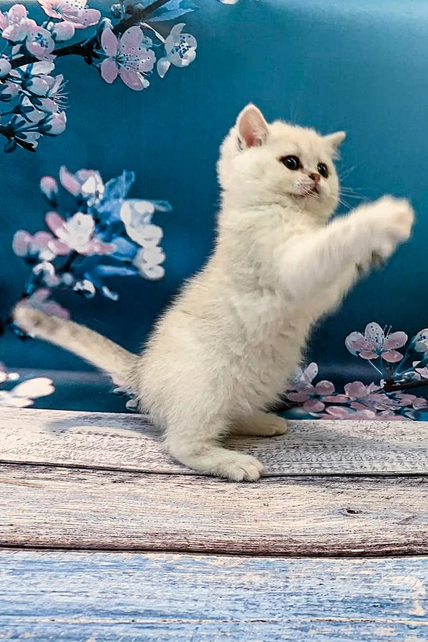 Adorable British Shorthair kitten standing tall with one paw raised in the air