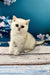 Adorable British Shorthair kitten with big eyes sitting on wood surface