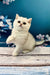 White British Shorthair kitten Alex sitting on wood with one paw raised cute pose