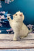 White British Shorthair kitten reaching for cherry blossoms in a playful moment