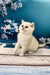 Adorable British Shorthair kitten with round eyes sitting on a wooden surface