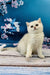 Adorable British Shorthair kitten with big eyes resting on a wooden surface