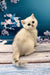 White British Shorthair kitten named Alex sitting on a wooden surface