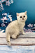 Adorable British Shorthair kitten Alex sitting on a rustic wooden surface