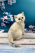 White British Shorthair kitten Alex sitting adorably on a wooden surface