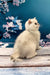 Fluffy White British Shorthair Kitten sitting upright looking adorable