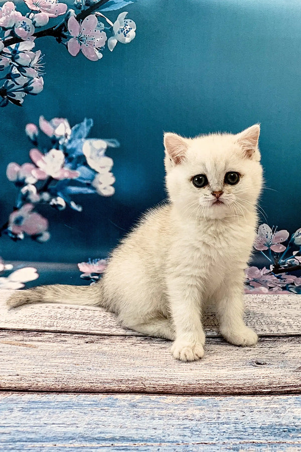 Adorable White British Shorthair Kitten sitting on a rustic wooden surface