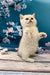 Adorable British Shorthair kitten standing on hind legs with one paw raised