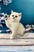 White British Shorthair kitten sitting on wood with one paw raised, super cute!