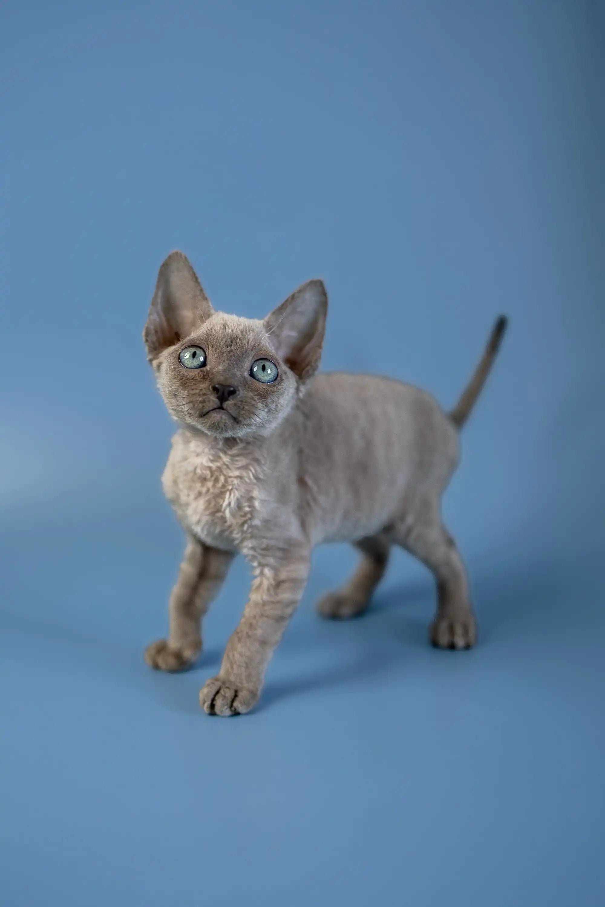 Devon Rex Kittens For Sale Alex | Kitten