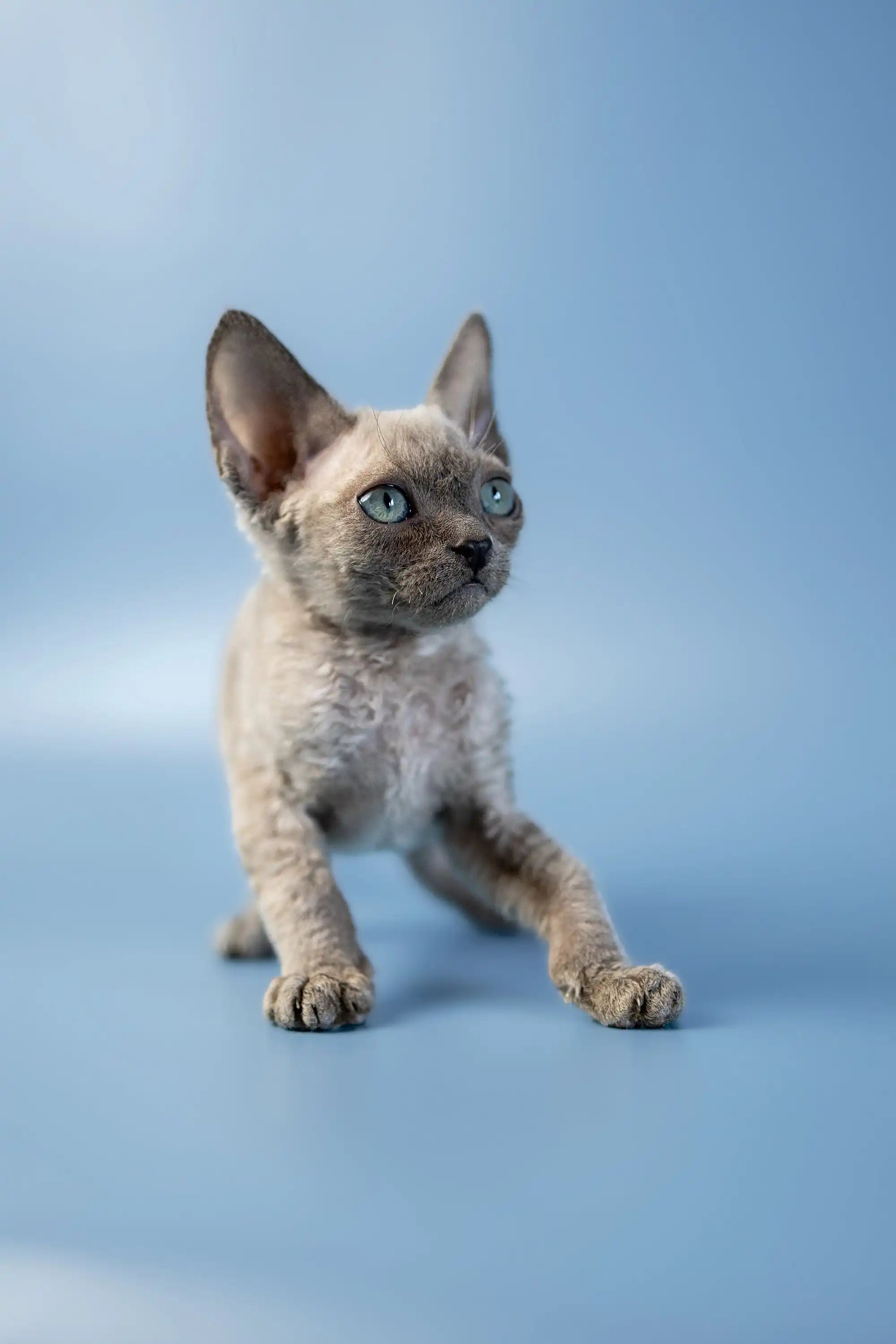Devon Rex Kittens For Sale Alex | Kitten