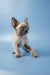 Cute Devon Rex kitten named Alex with big ears and curly fur, ready for cuddles