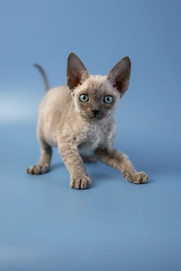 Cute Devon Rex kitten named Alex with big ears and adorable wrinkled skin