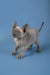 Adorable Gray Devon Rex kitten with big ears and wrinkled skin for Alex product