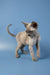 Cute Hairless Devon Rex kitten with wrinkled skin and large ears on a blue surface