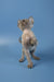 Fluffy gray Devon Rex kitten standing on hind legs with paws raised, cute and playful